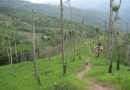 Managing the shifts in shifting cultivation Managing the shifts in shifting cultivation